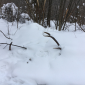 A jeleniom chodníčku