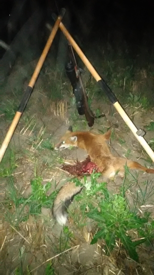 Keď zahučí talianka