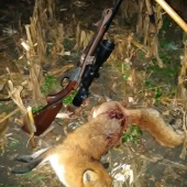 Keď zahučí talianka