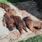 Kamenný chodník vrh A