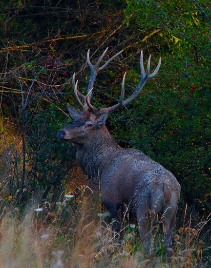 Kontrola stanovišťa