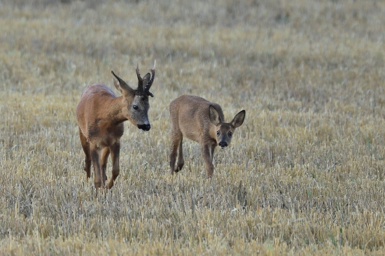 Neboj synku,ochranim ta...