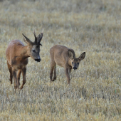 Neboj synku,ochranim ta...