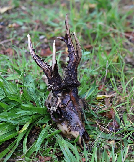 Srnec z rodu vynimocnych