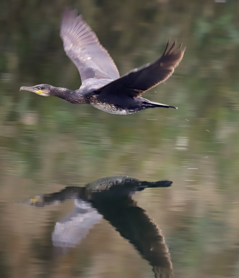 Kormoran