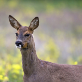 Zahľadena mlada krasavica