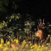 S prvými lúčmi noveho dna