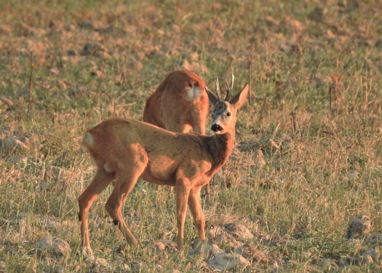 Srnčia pri západe slnka