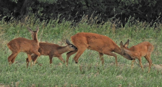 Srna a jej potomstvo