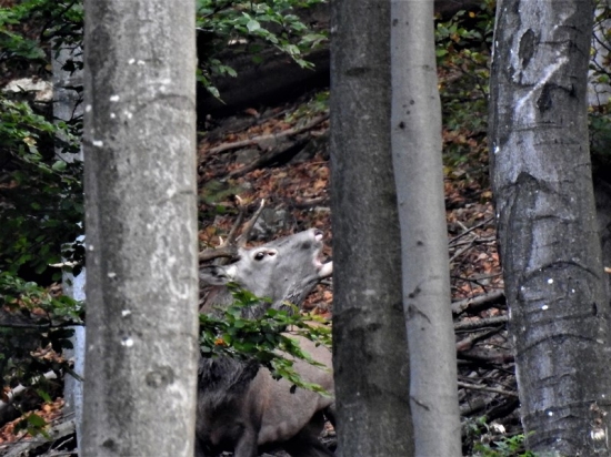 Za bučkom ..aúúúú..