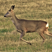 Srnčia zver
