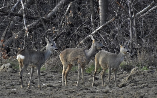Už kožušky prezliekaju