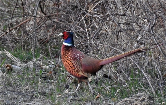 A pytačky môžu začať