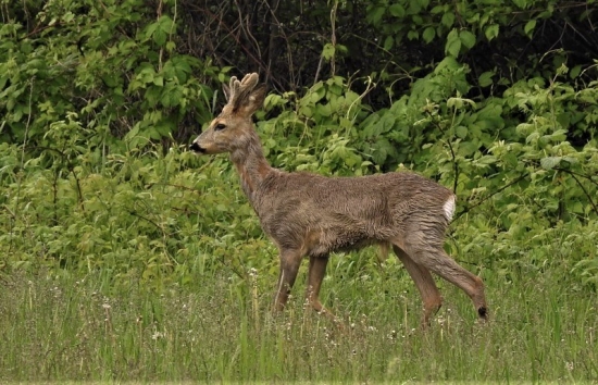 Premočený a ešte v liku