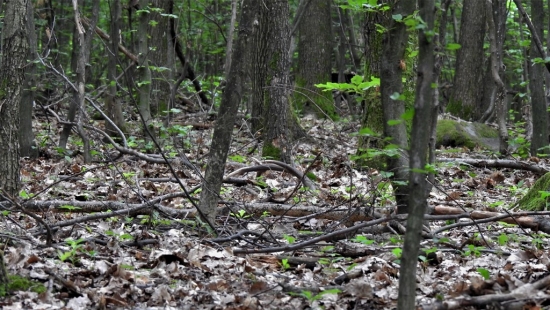 keď hľadaš hríbi