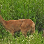 Rodinka