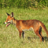Liška