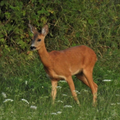 Srnčia zver