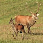 Ruja