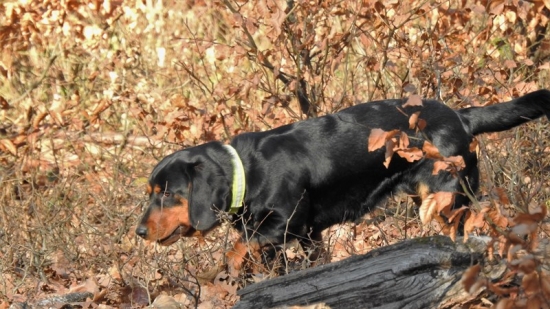 Daxel kopovka ...Zara..