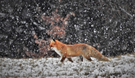 Keď snežilo chumelilo ..