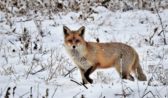 Líška hrdzavá ...