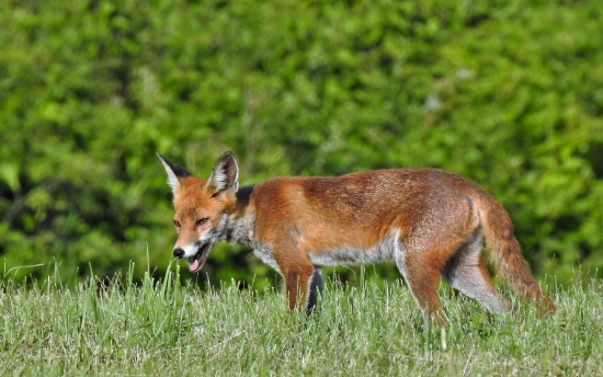 Líška hrdzavá ..v horúcom lete