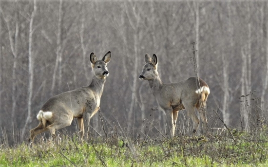 Srnčia zver ..keď musíš