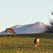 Srnčia zver