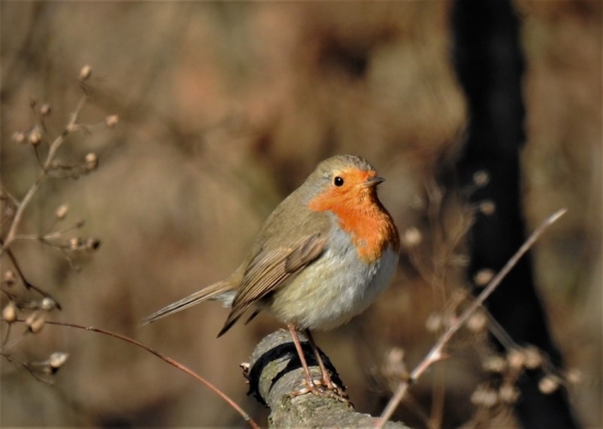 Červienka obyčajná