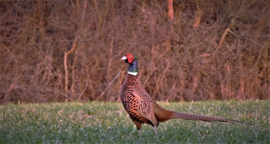 Bažant obyčajný ..