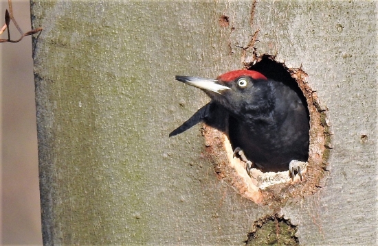 Ďateľ čierny / tesar