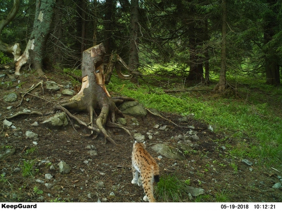 Bodkovaná mačička