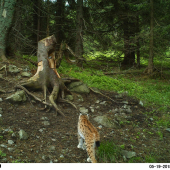 Bodkovaná mačička