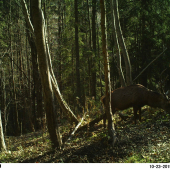 Prechádzajúci kráľ