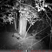 Dočkal som sa jazveca