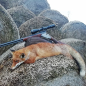 Líška zo stohu slamy