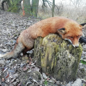 Lišiak zo spoločnej..