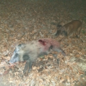 Včerejší strakáč