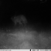 Jelenia ruja 11.11.?