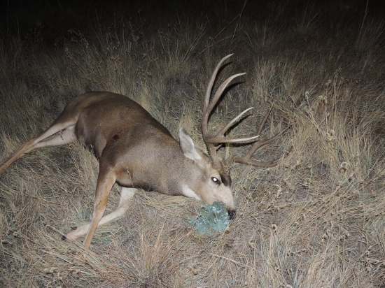jelenec ušatý Colorado