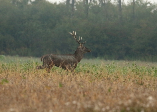 hľadá