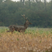 hľadá