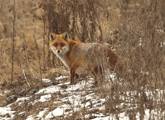 vulpes