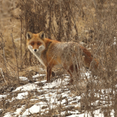 vulpes