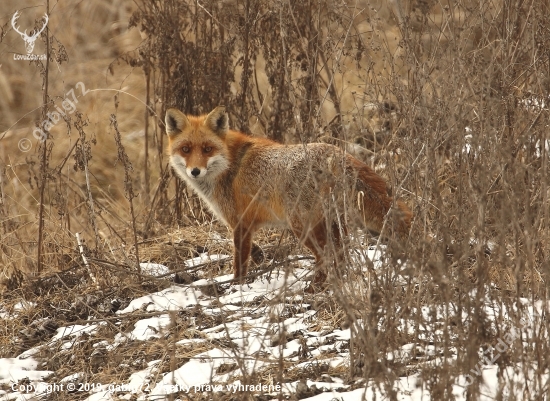 vulpes