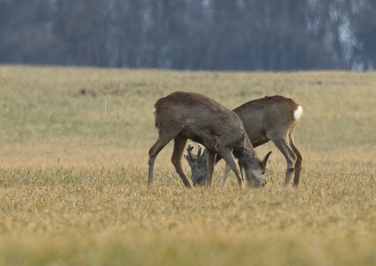 spoločná