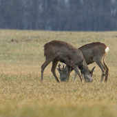 spoločná
