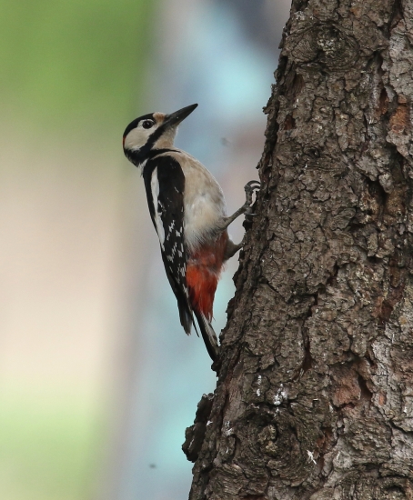 Woody :-)