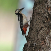 Woody :-)